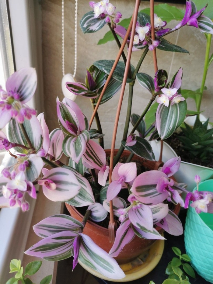 Tradescantia zebrina