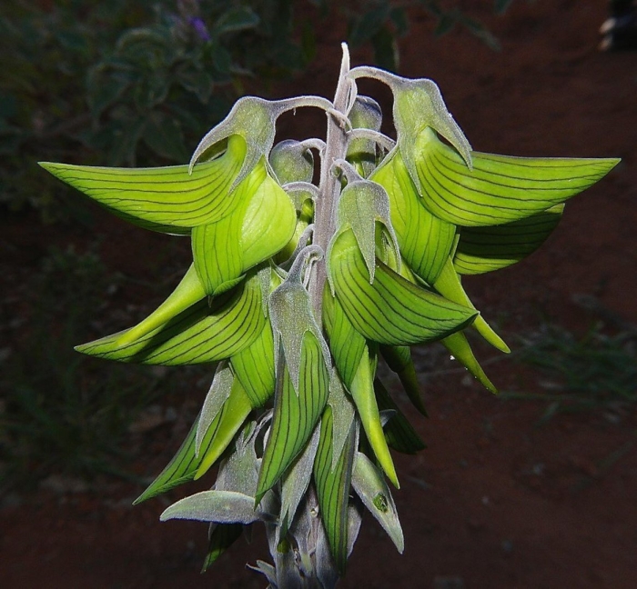 Crotalaria cunninghamii
