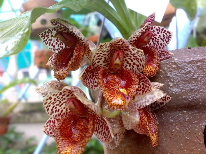 Catasetum denticulatum