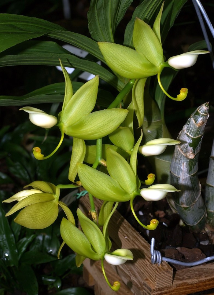 Cycnoches chlorochilon