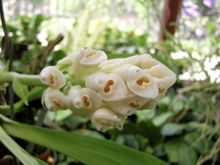 Хойя lacunosa laos