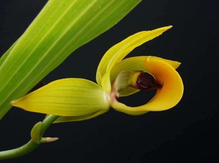 Bulbophyllum carunculatum