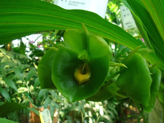 Catasetum expansum
