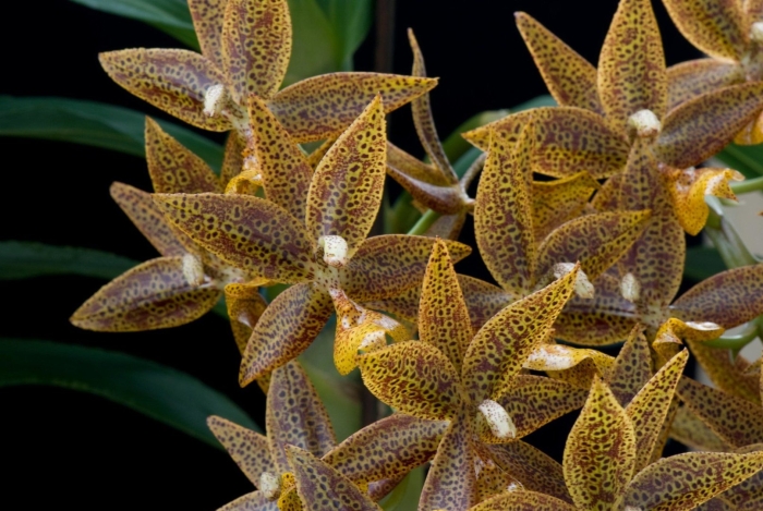 Cycnoches barthiorum
