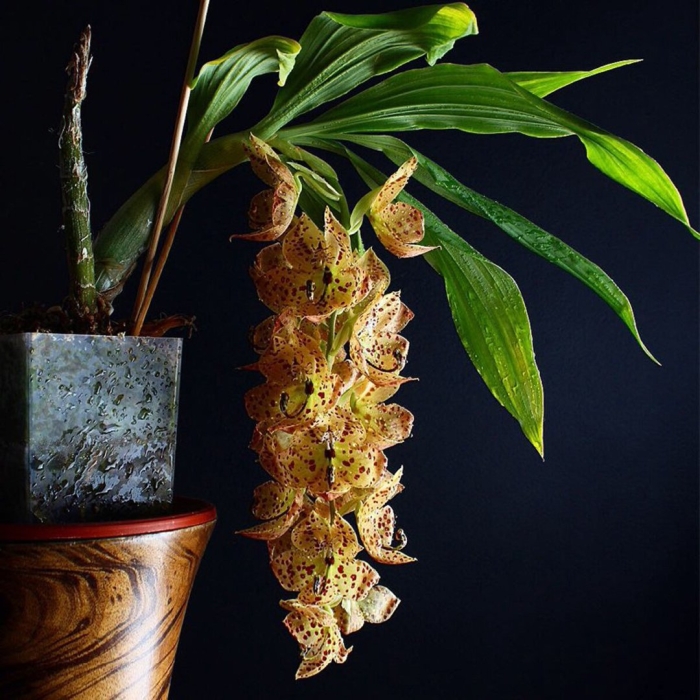 Coelogyne rochussenii