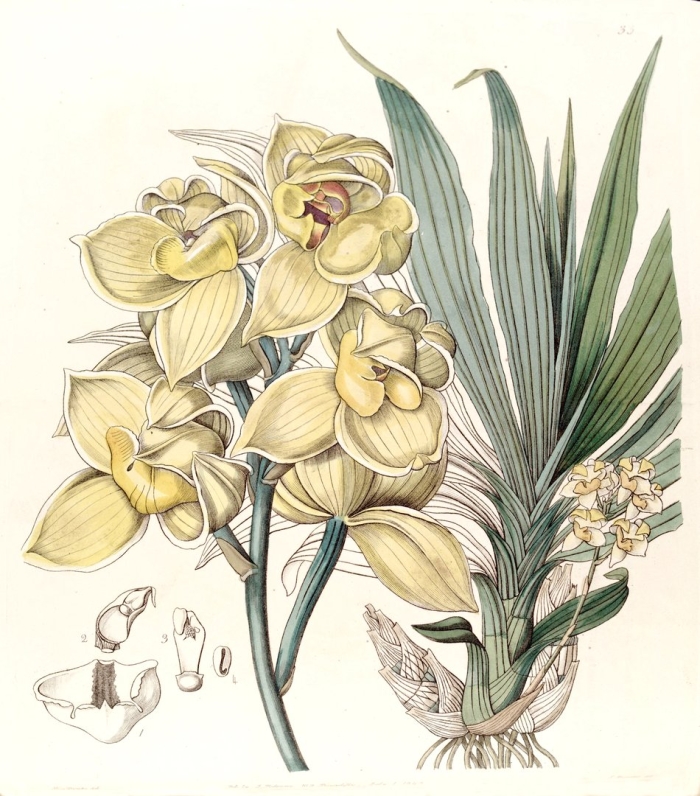 Catasetum fimbriatum