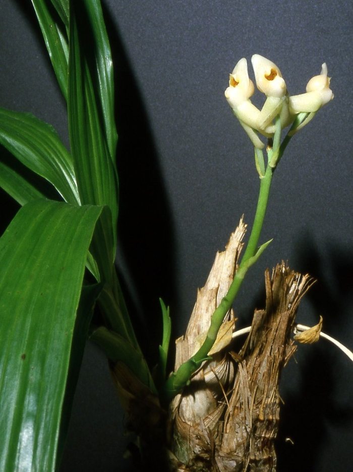 Dressleria dodsoniana