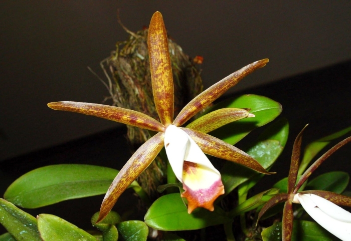 Cattleya araguaiensis