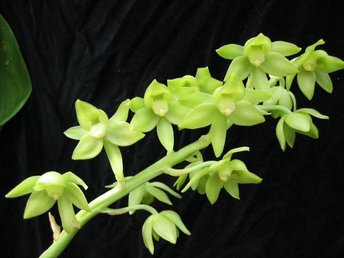Clowesetum black jade