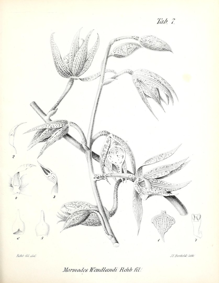 Praestans bloemenlust