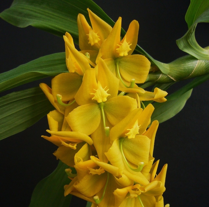 Cycnoches herrenhusanum