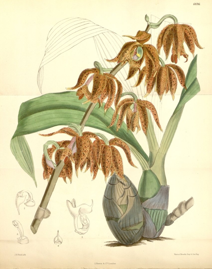 Houlletia odoratissima