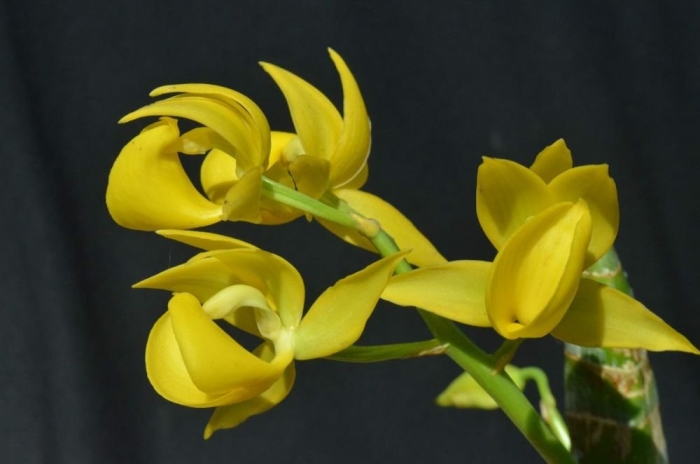 Cycnoches loddigesii