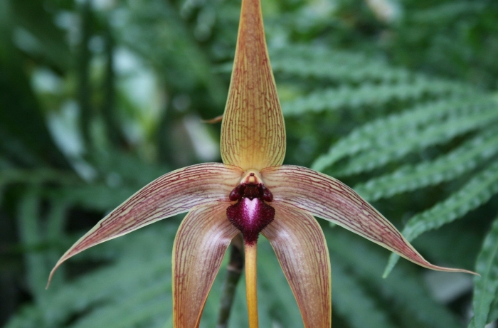 Bulbophyllum echinolabium