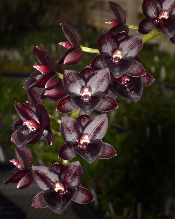 Цимбидиум миднайт