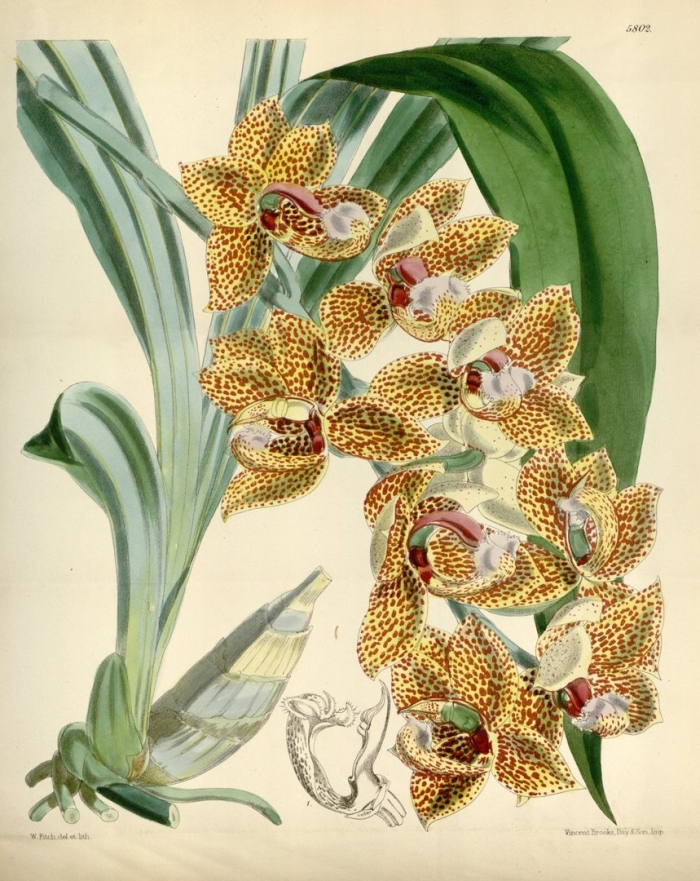 Ботаническая иллюстрация