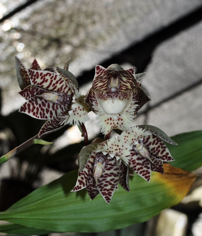 Катасетум винацеум