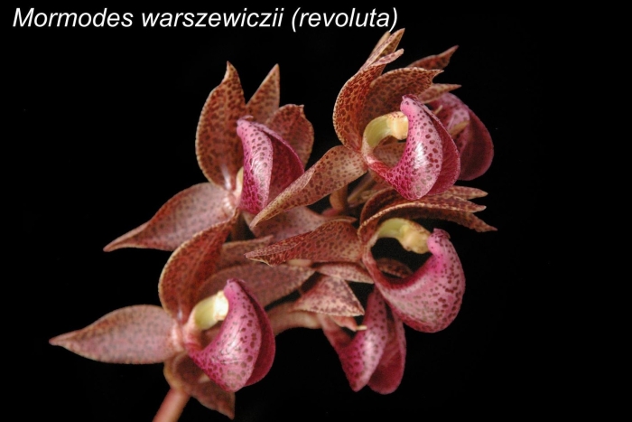 Catasetum jamie lawson