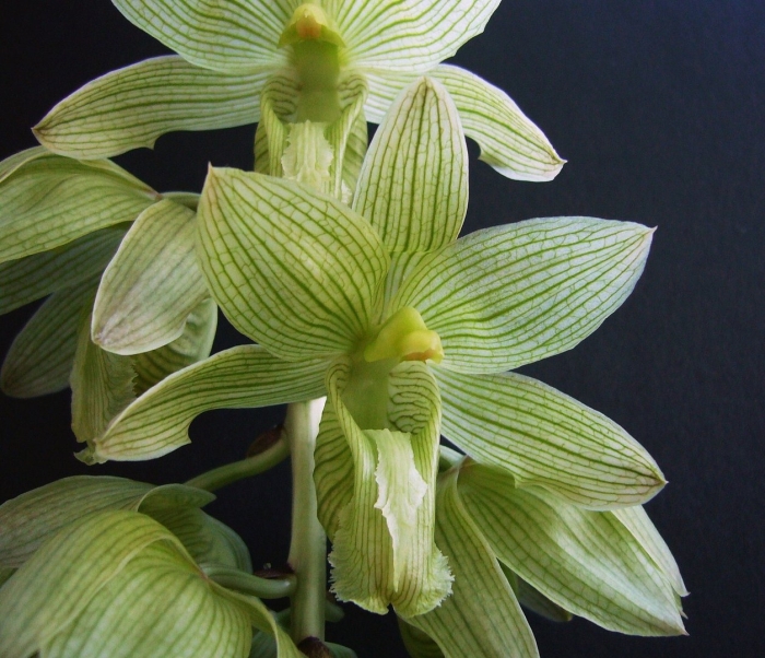 Clowesia russelliana