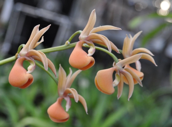 Мормодес орхидея