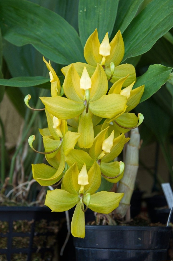 Cycnoches warscewiczii