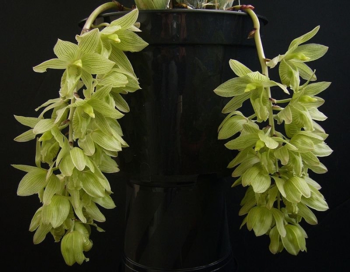 Clowesia thylaciochila