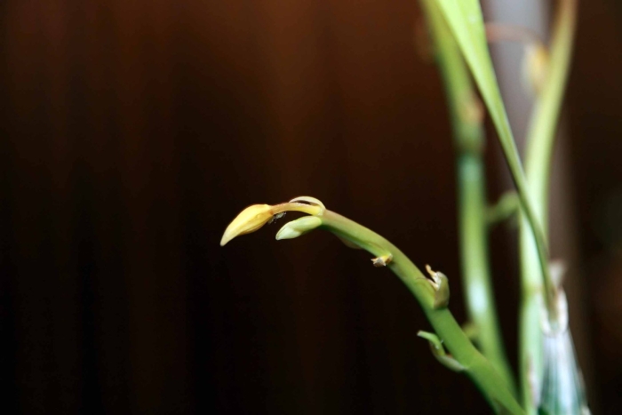 Орхидея цветонос