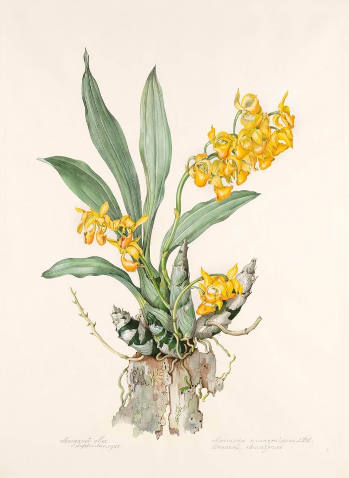 Oncidium noezlianum