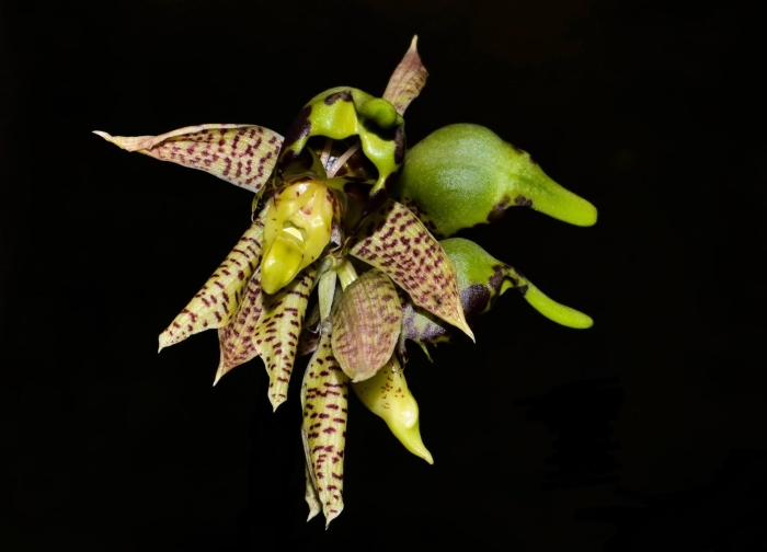 Catasetum sanguineum