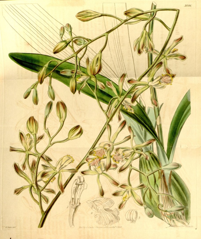 Encyclia trachychila
