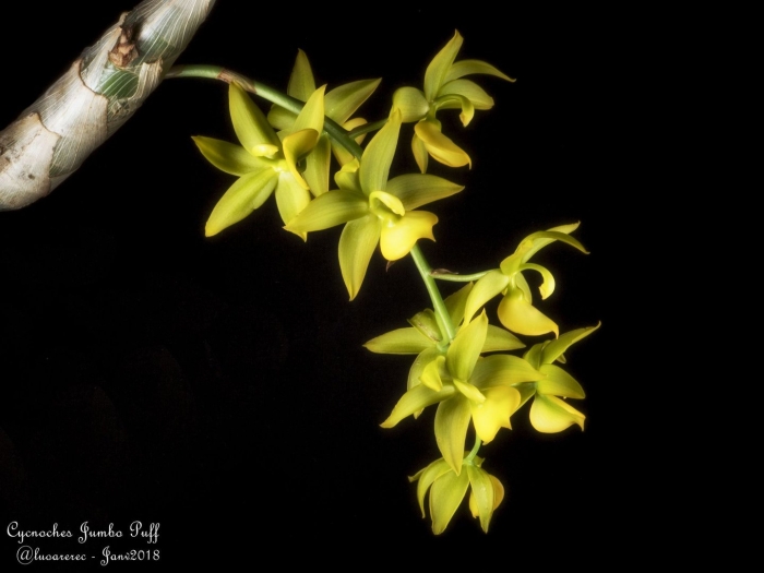 . дендробиум cerinum