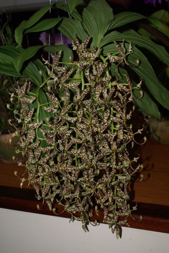 Coelogyne chloroptera