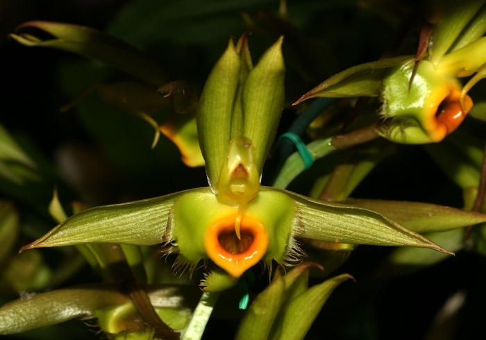 Catasetum osculatum