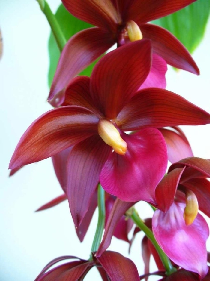 Цикнодес вайн делайт