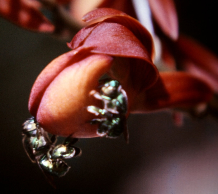 Эритрина коралловое дерево