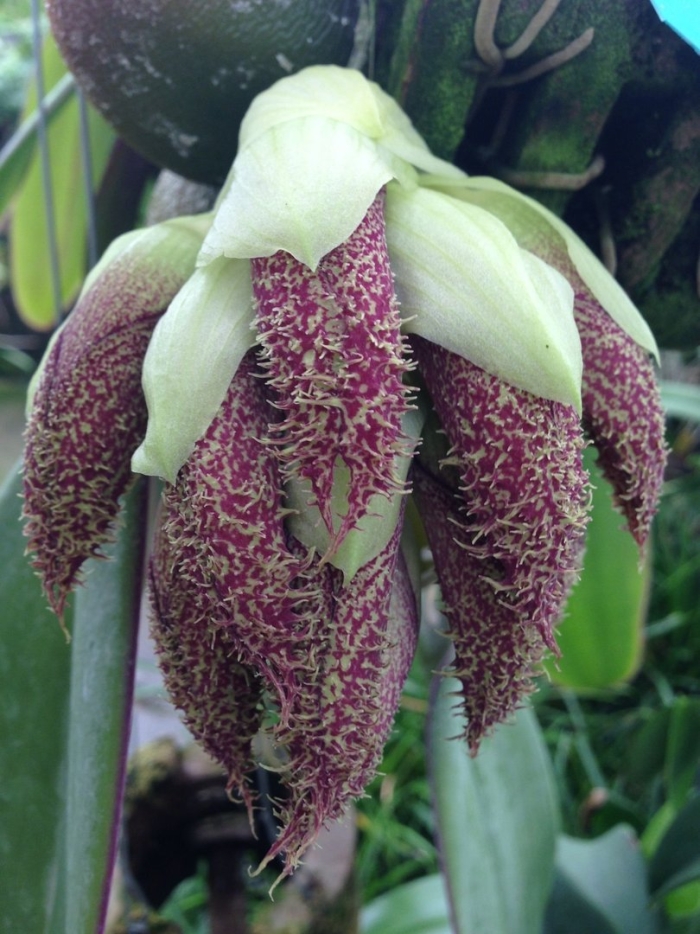 Bulbophyllum phalaenopsis