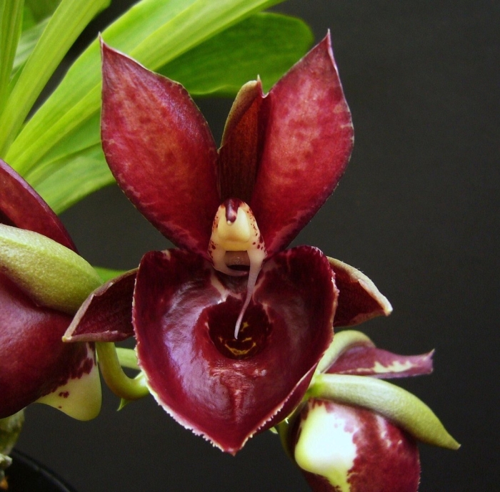 Catasetum pileatum