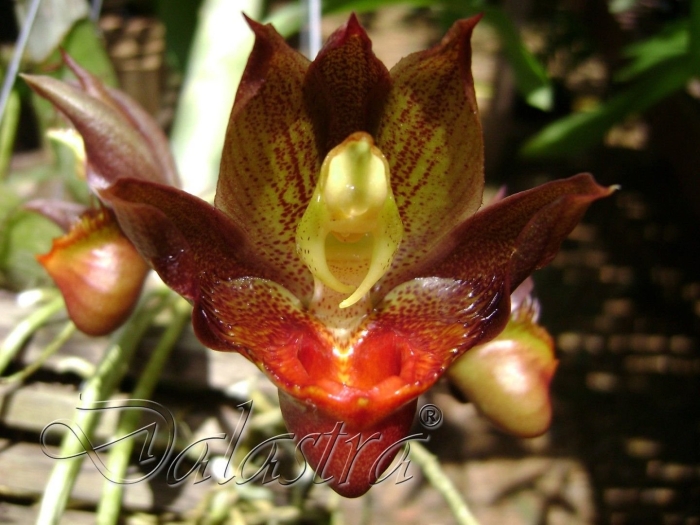 Катасетум орхидея
