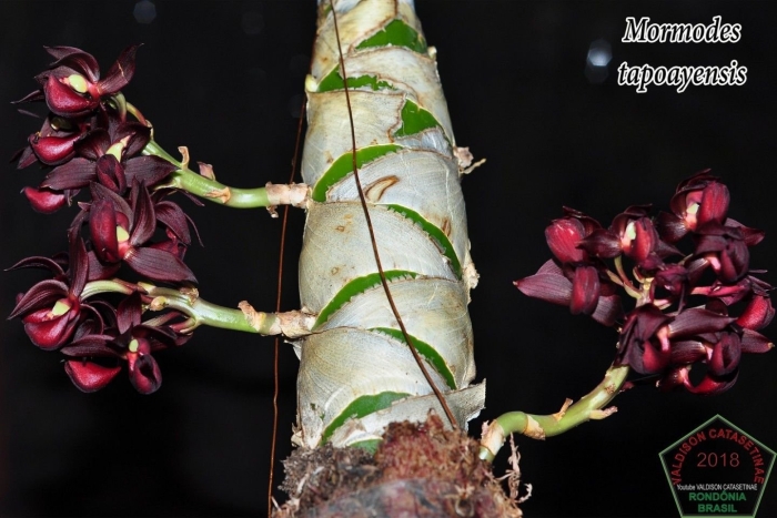 Catasetum orchidglade