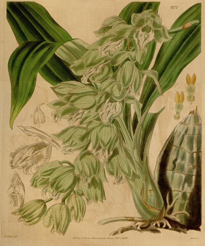Coelogyne gardneriana