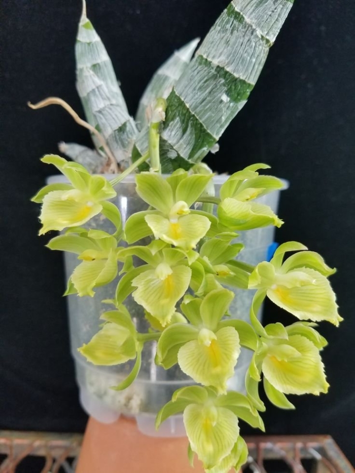 Dendrobium platycaulon