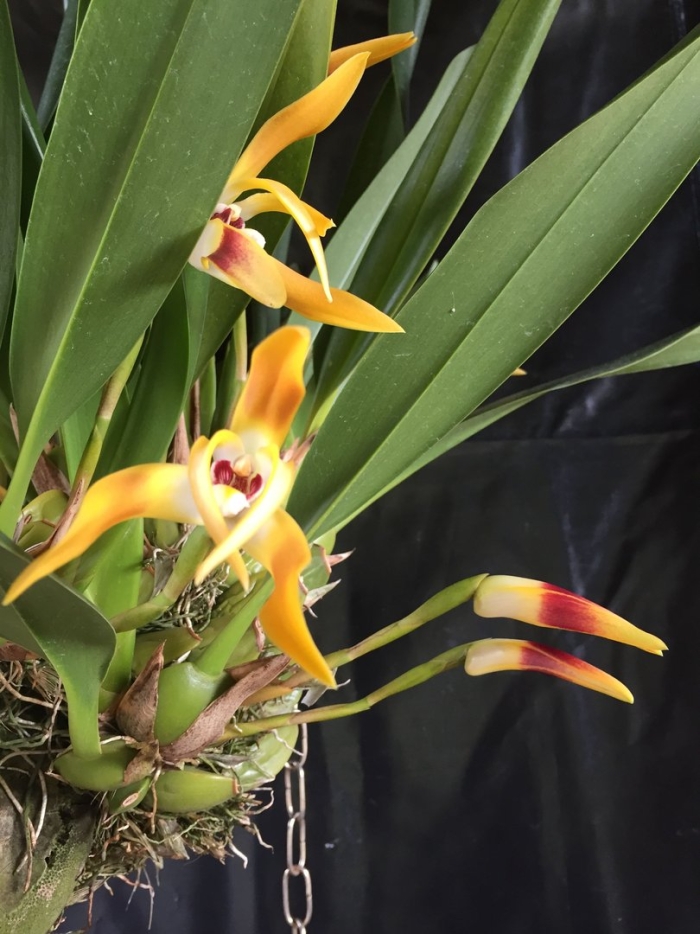Maxillaria triloris