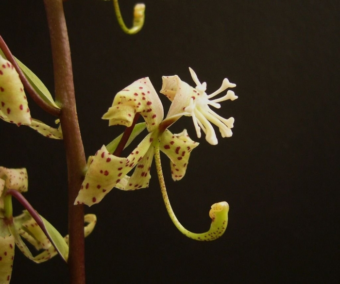 Cycnoches egertonianum