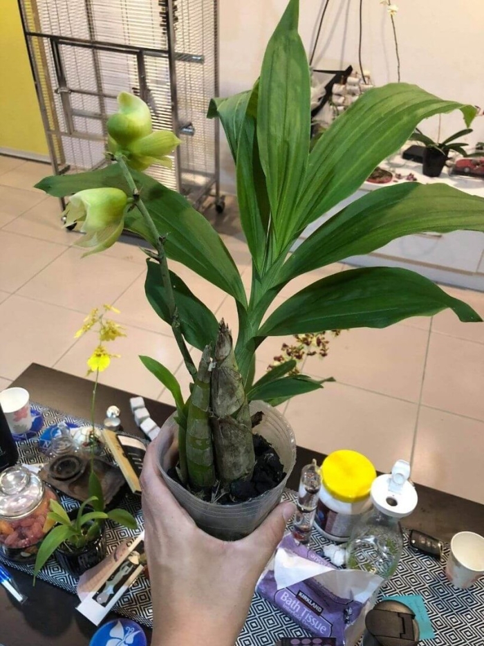 Орхидея морковка катасетум