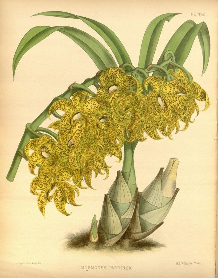 Odontoglossum crawshayanum