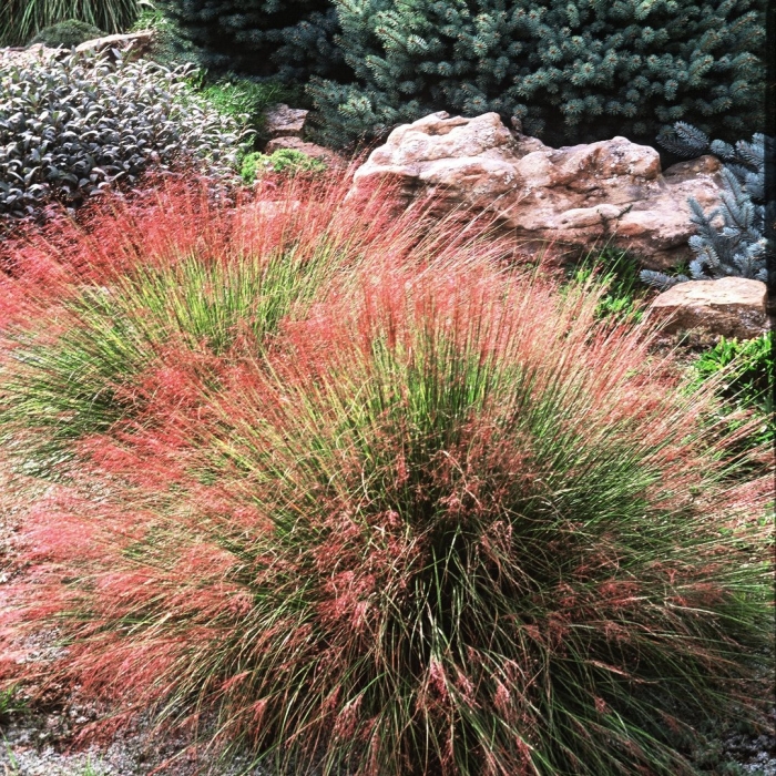 Muhlenbergia reverchonii