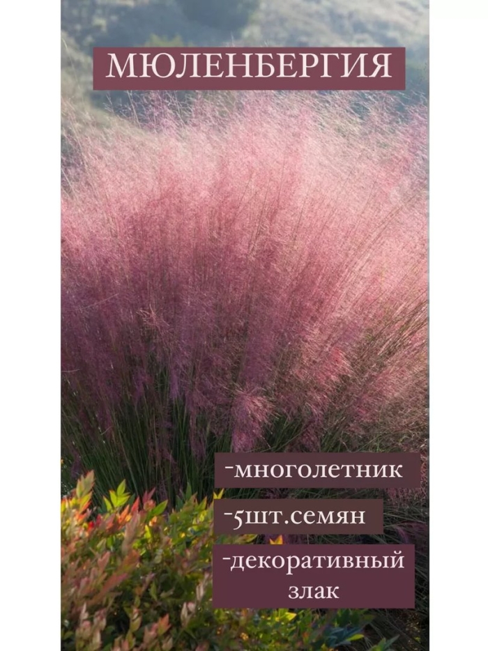 Мюленбергия волосовидная