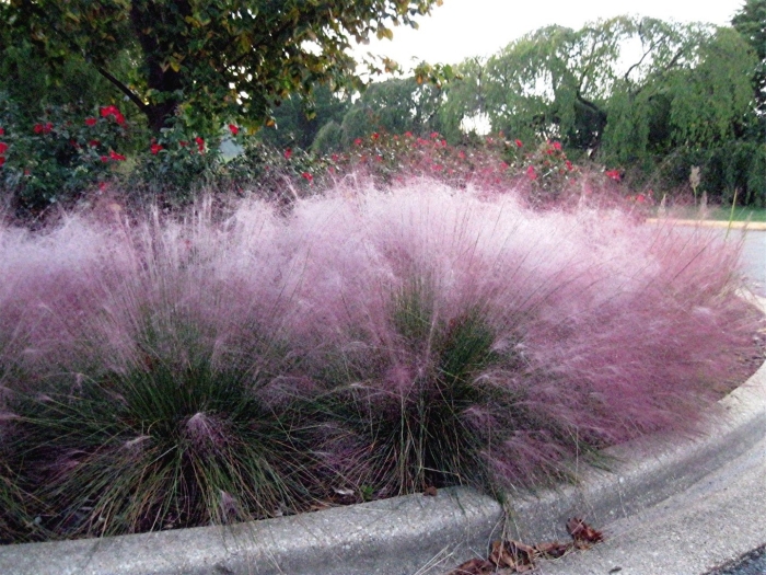 Мюленбергия волосовидная