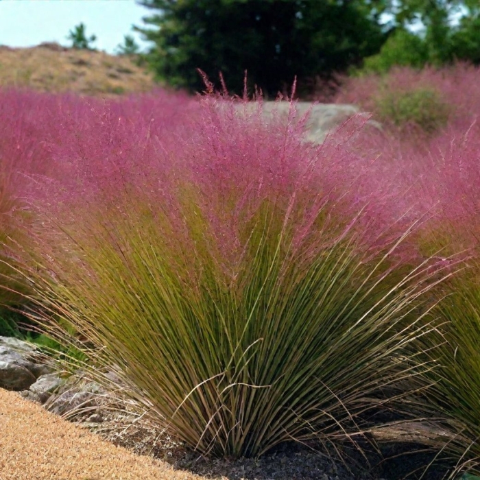 Мюленбергия волосовидная