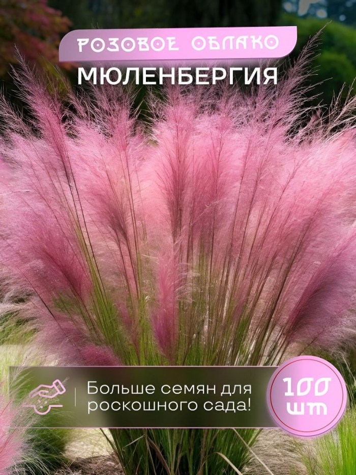 Сухоцветы пампасная трава